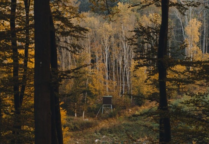 forest scene